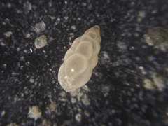 Eubuliminella subfusiformis