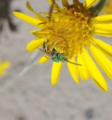 Agapostemon