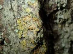 Chaenotheca ferruginea