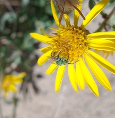 Agapostemon