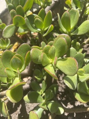 Crassula multicava