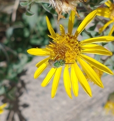 Agapostemon