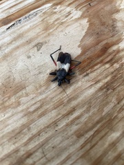 Microtomus purcis