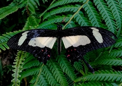 Heraclides torquatus