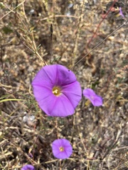 Ipomoea ternifolia leptotoma