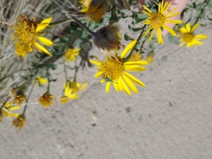 Agapostemon