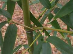 Phyllostachys aureosulcata