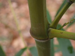 Phyllostachys aureosulcata