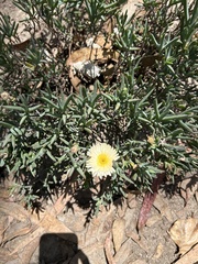 Carpobrotus edulis