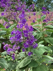 Pleroma heteromallum