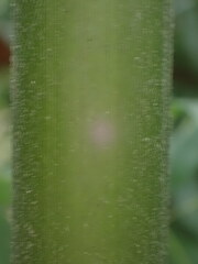 Phyllostachys aureosulcata