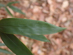 Phyllostachys aureosulcata