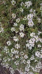 Lobularia