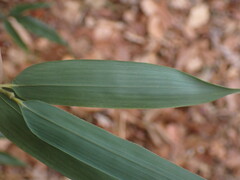 Phyllostachys aureosulcata