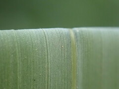 Phyllostachys aureosulcata