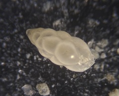 Eubuliminella subfusiformis
