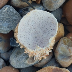 Maja brachydactyla