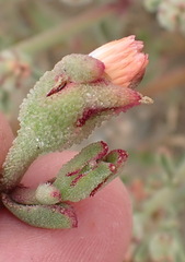 Mesembryanthemum aitonis