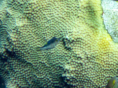 Canthigaster rostrata