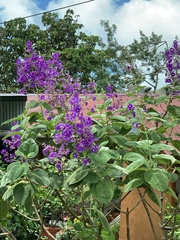 Pleroma heteromallum