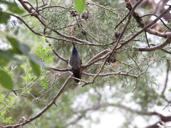 Lampornis clemenciae