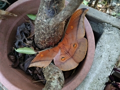 Antheraea formosana