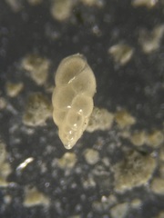 Eubuliminella subfusiformis