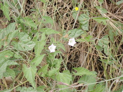Convolvulus farinosus