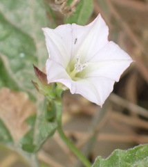 Convolvulus farinosus
