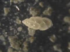 Eubuliminella subfusiformis