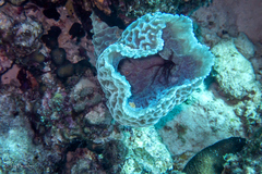 Callyspongia plicifera