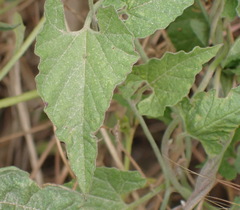 Convolvulus farinosus