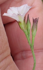 Convolvulus farinosus