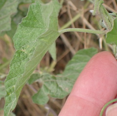 Convolvulus farinosus