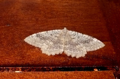 Triphosa sabaudiata