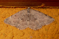 Gnophini
