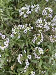 Lobularia
