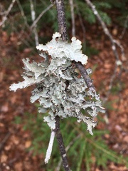 Platismatia tuckermanii