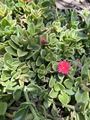 Mesembryanthemum cordifolium