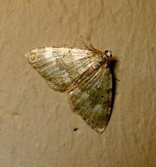 Coenotephria ablutaria