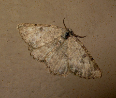 Gnophini
