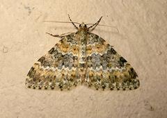 Entephria flavicinctata
