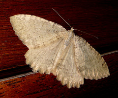 Triphosa sabaudiata
