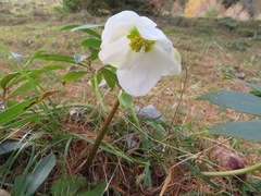 Helleborus niger