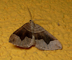 Scotopteryx moeniata