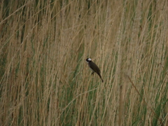 Pycnonotus sinensis formosae