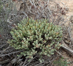 Crassula biplanata