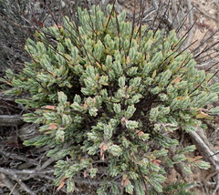 Crassula biplanata