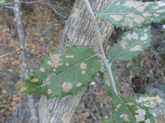 Brachylaena rotundata