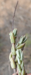 Crassula biplanata